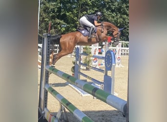 Hanovrien, Jument, 14 Ans, 173 cm, Bai brun