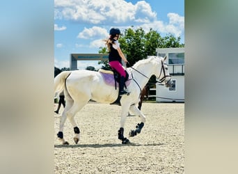 Hanovrien, Jument, 14 Ans, 175 cm, Gris