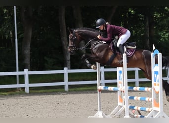 Hanovrien, Jument, 15 Ans, 164 cm, Bai brun