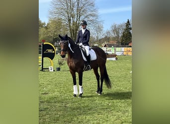 Hanovrien, Jument, 15 Ans, 164 cm, Bai