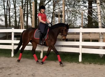 Hanovrien, Jument, 15 Ans, 164 cm, Bai