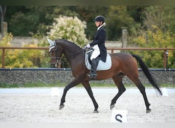 Hanovrien, Jument, 15 Ans, 165 cm, Bai