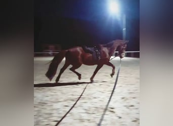 Hanovrien, Jument, 15 Ans, 167 cm, Alezan brûlé