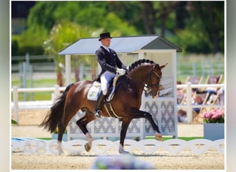Hanovrien, Jument, 15 Ans, 167 cm, Gris
