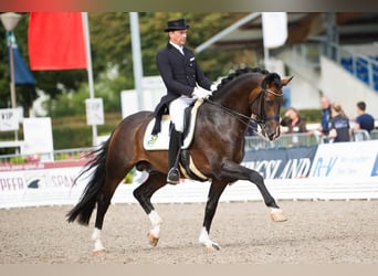 Hanovrien, Jument, 15 Ans, 167 cm, Gris