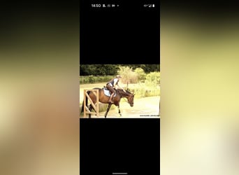 Hanovrien, Jument, 15 Ans, 168 cm, Bai brun foncé