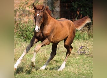 Hanovrien, Jument, 15 Ans, 170 cm, Alezan brûlé