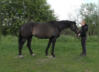 Hanovrien, Jument, 15 Ans, 170 cm, Bai brun foncé