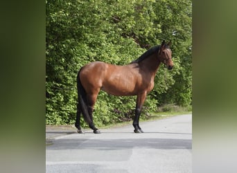 Hanovrien, Jument, 15 Ans, 170 cm, Bai