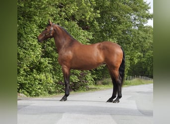 Hanovrien, Jument, 15 Ans, 170 cm, Bai