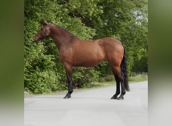 Hanovrien, Jument, 15 Ans, 170 cm, Bai