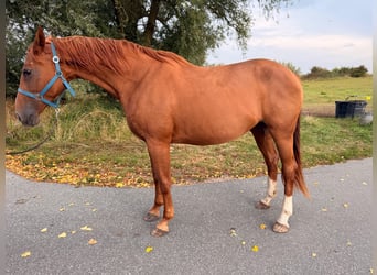 Hanovrien, Jument, 15 Ans, 172 cm, Alezan