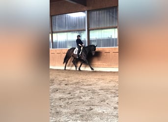 Hanovrien, Jument, 15 Ans, 175 cm, Bai