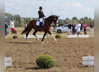 Hanovrien, Jument, 15 Ans, 175 cm, Bai