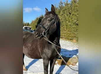 Hanovrien, Jument, 16 Ans, 155 cm, Noir