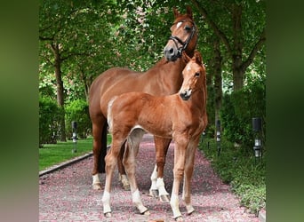 Hanovrien, Jument, 16 Ans, 165 cm, Alezan