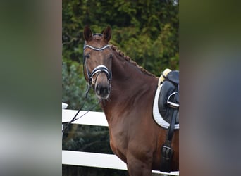 Hanovrien, Jument, 16 Ans, 172 cm, Alezan brûlé