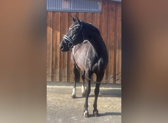 Hanovrien, Jument, 16 Ans, 172 cm, Noir