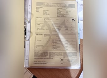 Hanovrien, Jument, 17 Ans, 168 cm, Bai