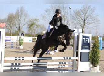 Hanovrien, Jument, 18 Ans, 164 cm, Noir