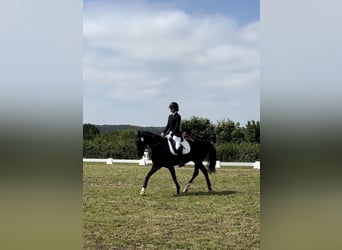 Hanovrien, Jument, 18 Ans, 164 cm, Noir