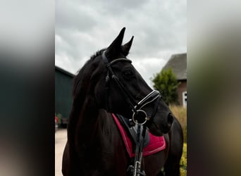 Hanovrien, Jument, 18 Ans, 164 cm, Noir
