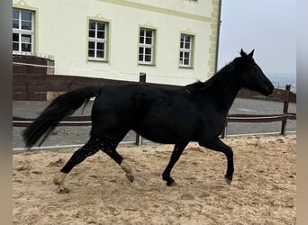 Hanovrien, Jument, 18 Ans, 164 cm, Noir