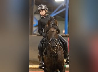 Hanovrien, Jument, 19 Ans, 157 cm, Bai brun