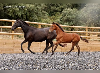 Hanovrien Croisé, Jument, 1 Année, 165 cm, Bai