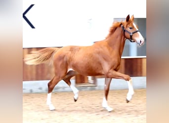 Hanovrien, Jument, 1 Année, 168 cm, Alezan