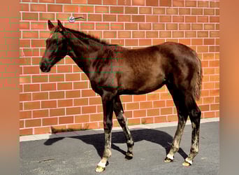 Hanovrien, Jument, 1 Année, 170 cm, Alezan brûlé