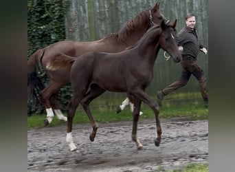 Hanovrien, Jument, 1 Année, 170 cm, Alezan brûlé