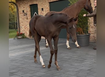 Hanovrien, Jument, 1 Année, 170 cm, Alezan brûlé