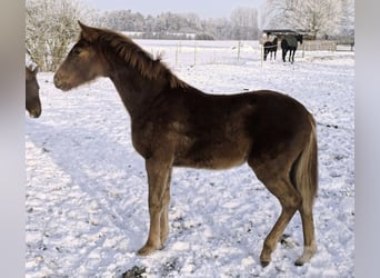 Hanovrien, Jument, 1 Année, 170 cm, Alezan