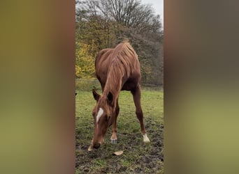 Hanovrien, Jument, 1 Année, 170 cm, Alezan