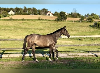 Hanovrien, Jument, 1 Année, Gris