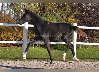 Hanovrien, Jument, 1 Année, Noir