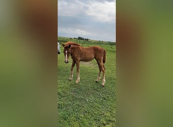 Hanovrien, Jument, 1 Année, Peut devenir gris