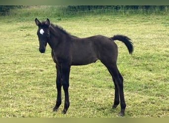 Hanovrien, Jument, 1 Année, Peut devenir gris