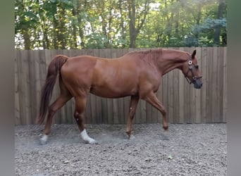 Hanovrien, Jument, 23 Ans, 162 cm, Alezan