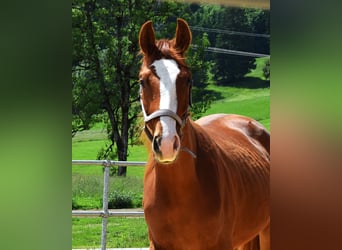 Hanovrien, Jument, 2 Ans, 158 cm, Alezan