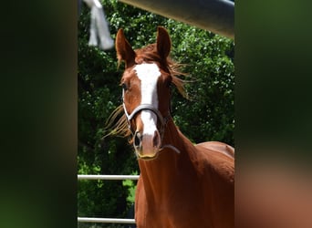 Hanovrien, Jument, 2 Ans, 158 cm, Alezan