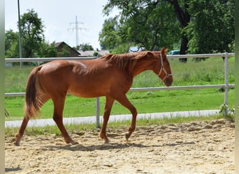 Hanovrien, Jument, 2 Ans, 160 cm, Alezan