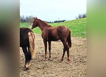 Hanovrien, Jument, 2 Ans, 160 cm, Alezan