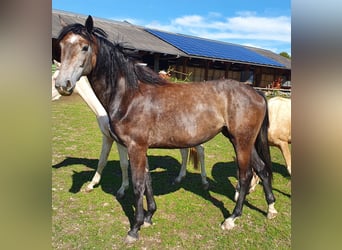 Hanovrien, Jument, 2 Ans, 160 cm, Gris