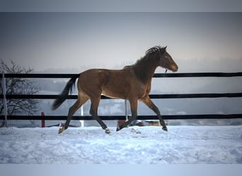 Hanovrien, Jument, 2 Ans, 161 cm, Bai