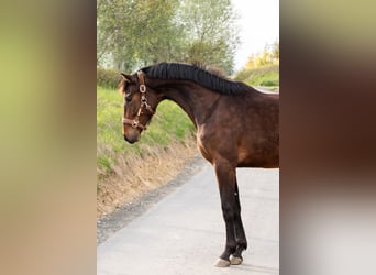 Hanovrien, Jument, 2 Ans, 161 cm, Bai