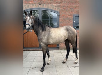 Hanovrien, Jument, 2 Ans, 161 cm, Gris