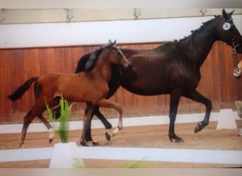 Hanovrien, Jument, 2 Ans, 163 cm, Bai