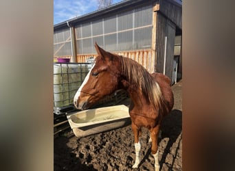 Hanovrien, Jument, 2 Ans, 164 cm, Alezan